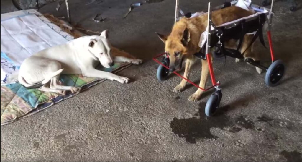 Cane con un carrellino che lo aiuta a camminare