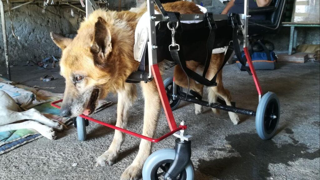 Cane con un carrellino per camminare