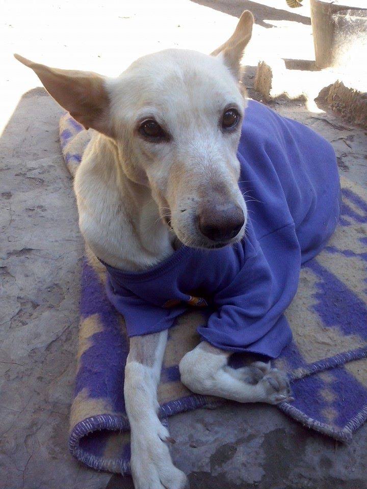 Cane con una maglietta