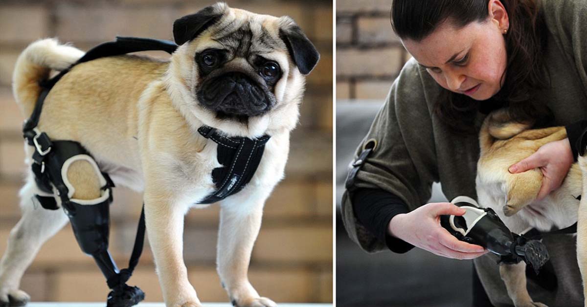 Edward, il cane con tre zampe che ora può camminare