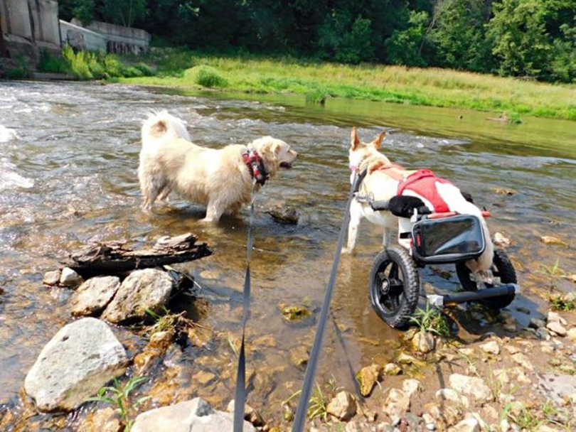 Cane con una sedia a rotelle