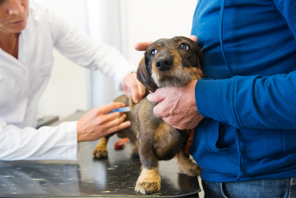 Cane dal veterinario