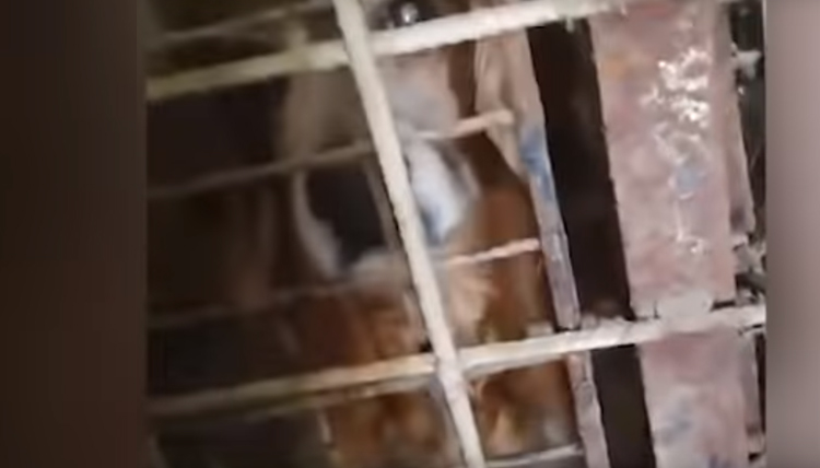 Cane dentro ad una gabbia