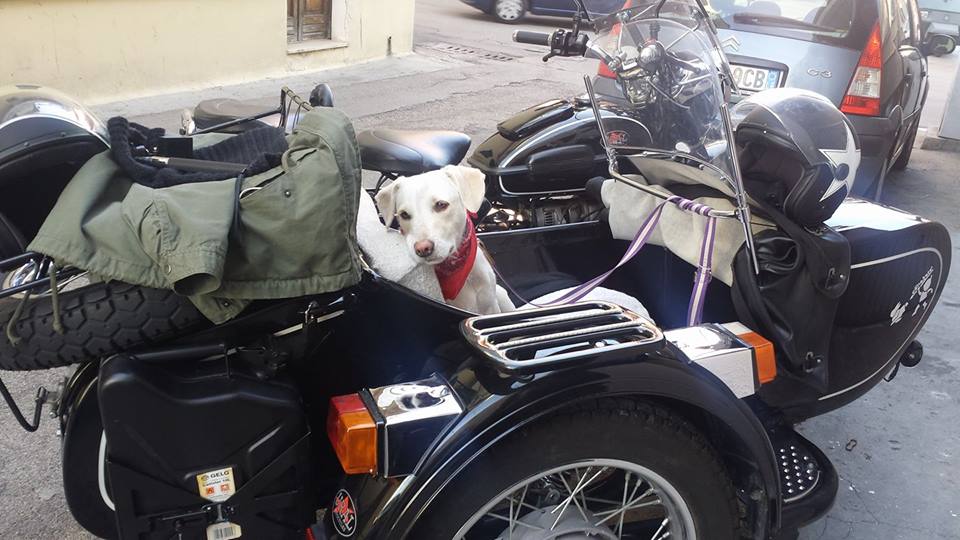 Cane dentro ad una moto