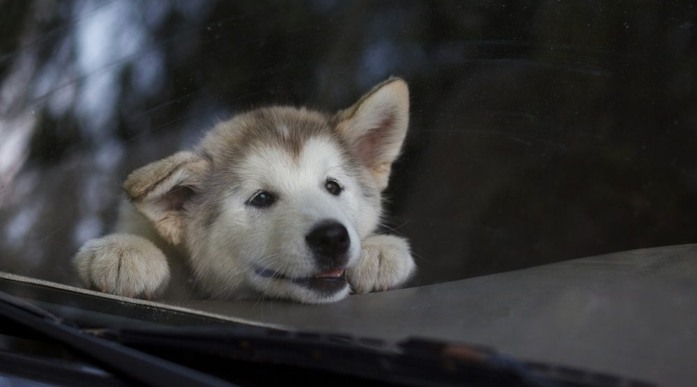 Cane dentro da una macchina