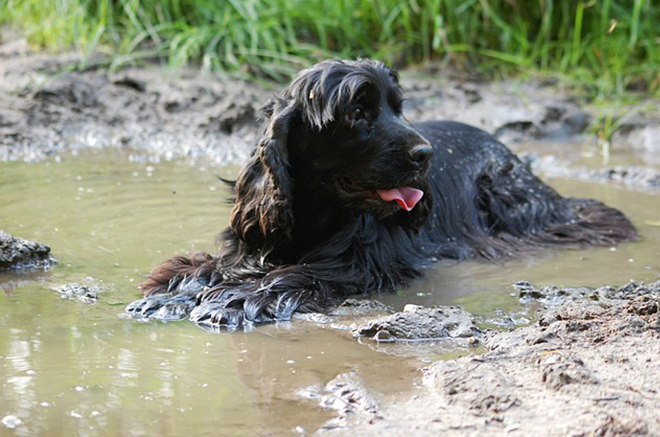 Cane dentro una pozza