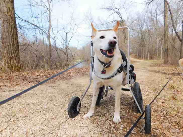 Cane disabile