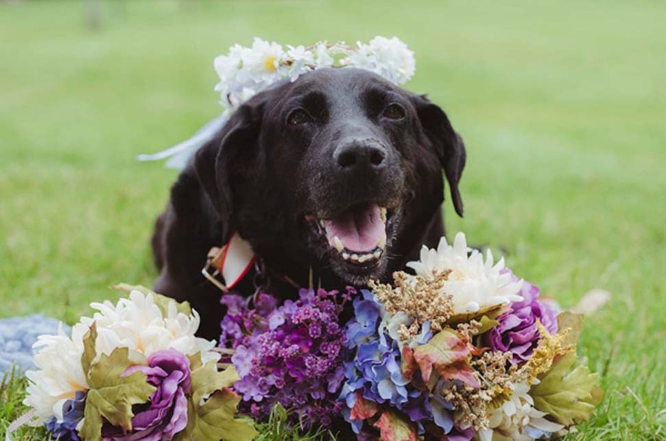 Cane durante un matrimonio