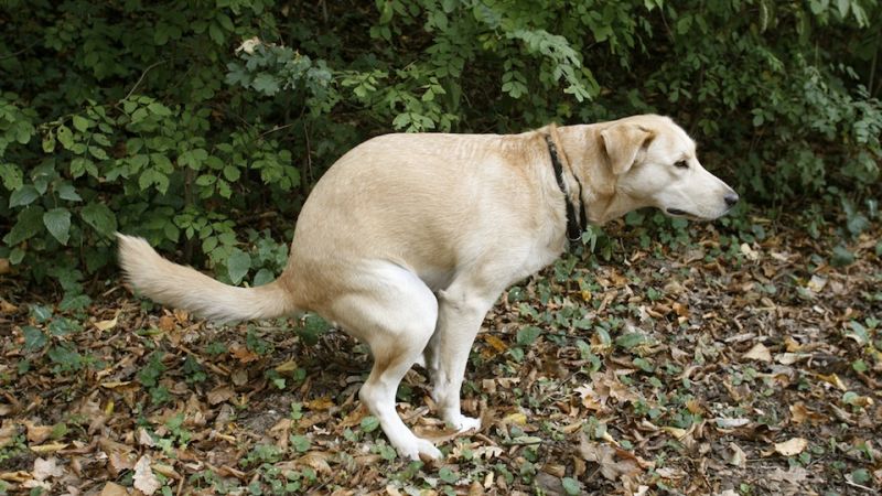 Cane fa la cacca