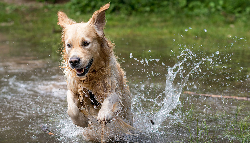 Cane felice nell'acqua