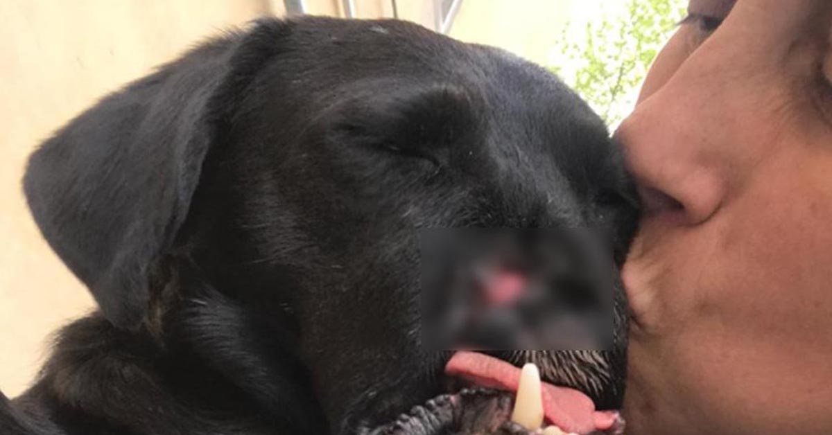 Peppino, il cane sfigurato con un petardo, è finalmente felice