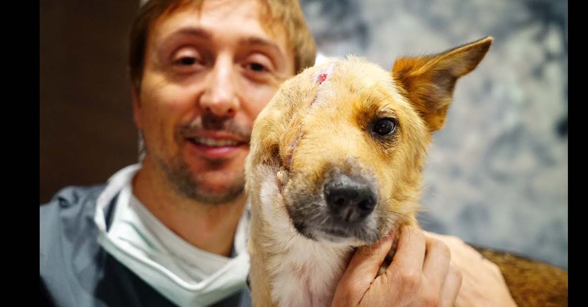 Skye, il cane con metà faccia che ha trovato la felicità