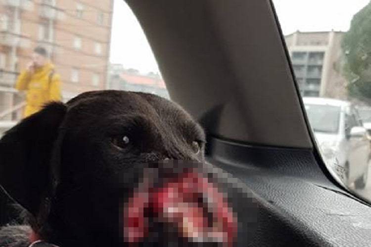 Cane ferito in macchina