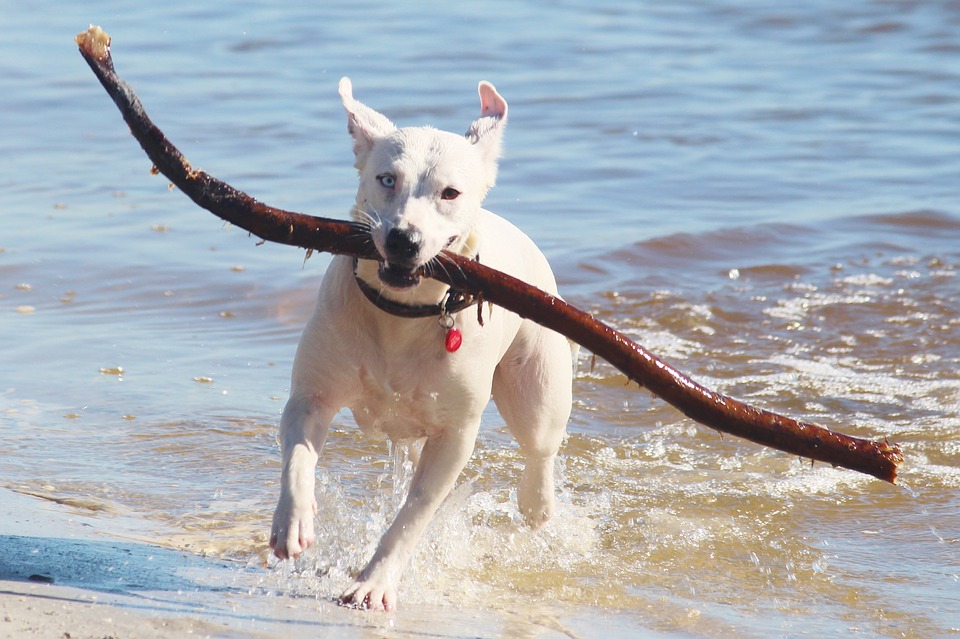 Cane in acqua con un bastone