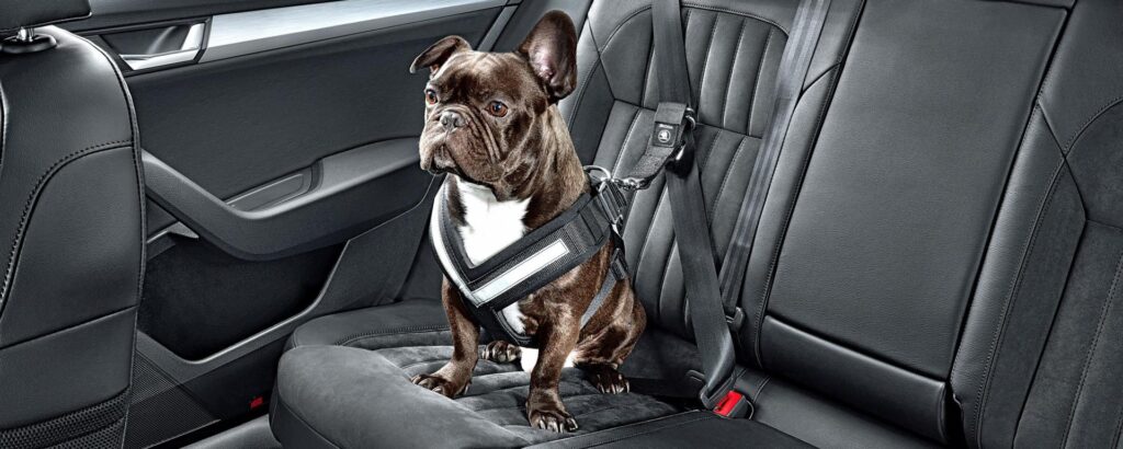 Cane in auto con cintura di sicurezza