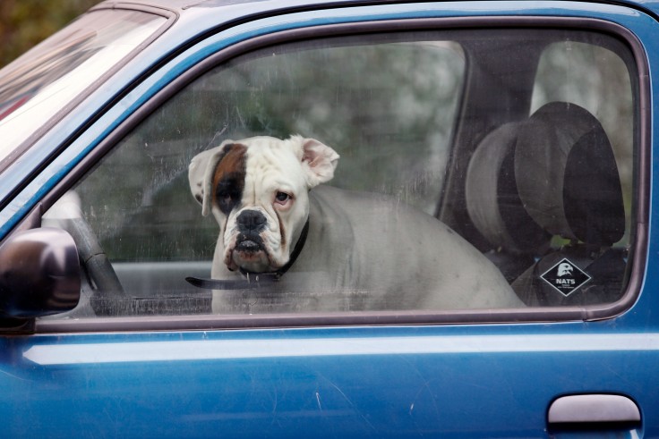 Cane in automobile