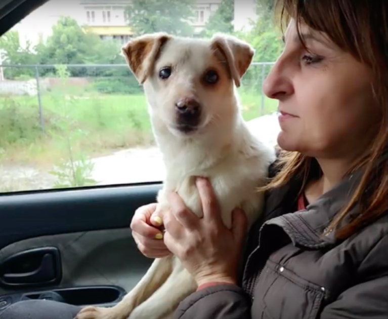 Cane in macchina con una donna