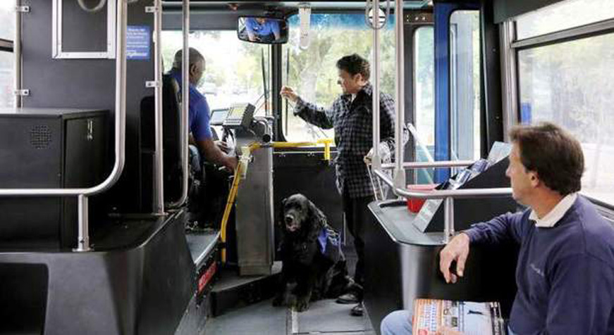 Cane in un autobus