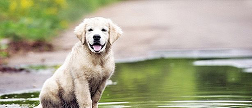 Cane in una pozzanghera