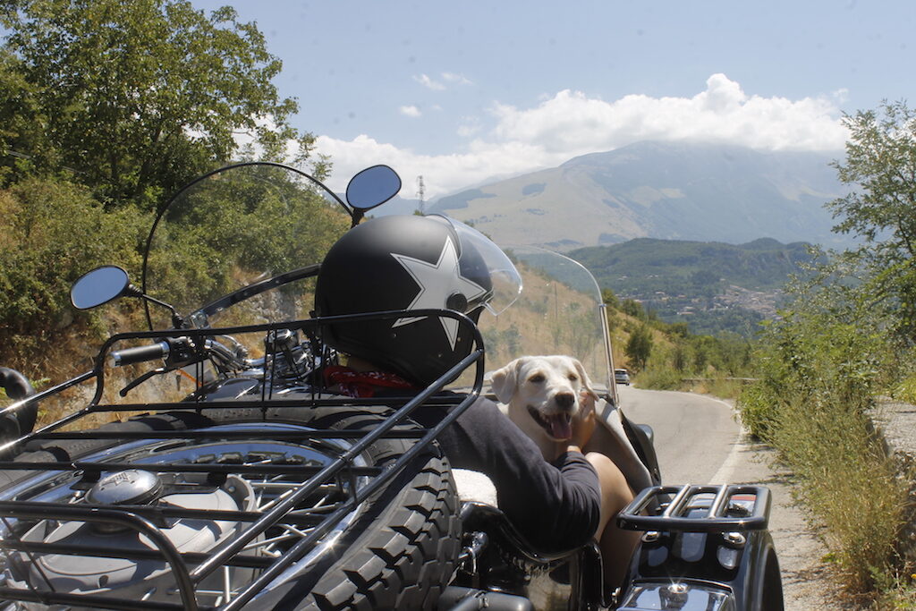 Cane in una sidecar