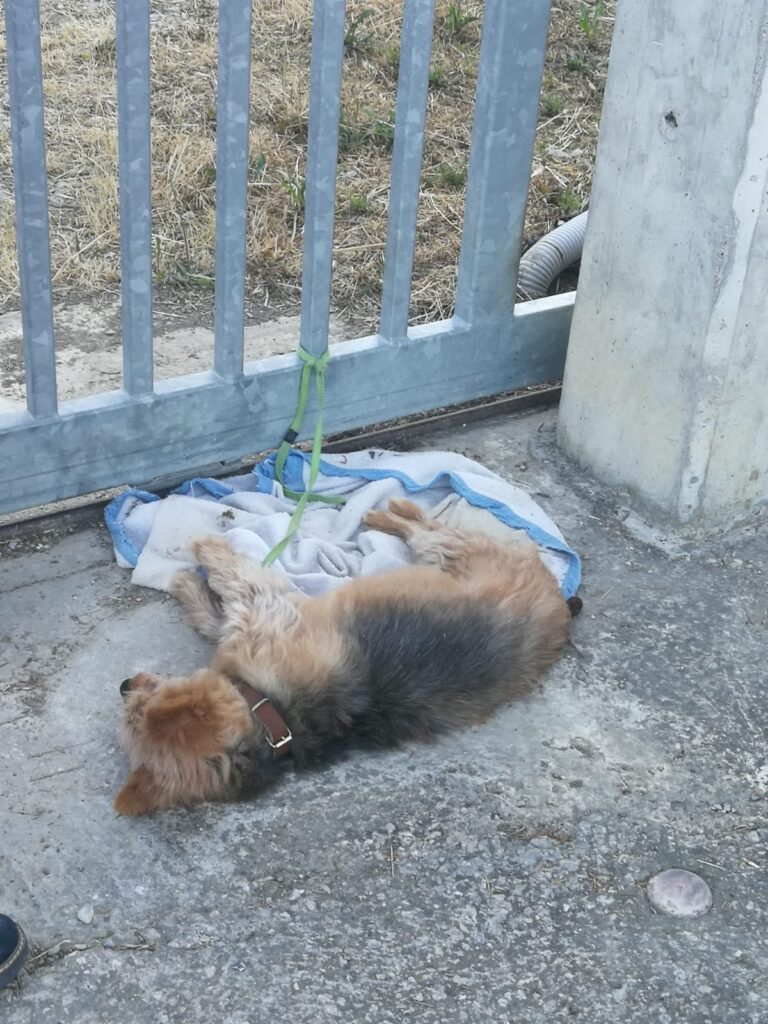 Cane legato ad un cancello