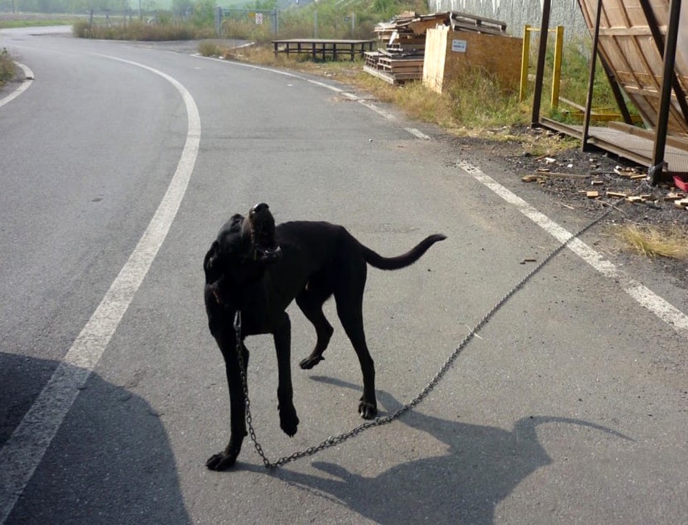 Cane legato ad un palo