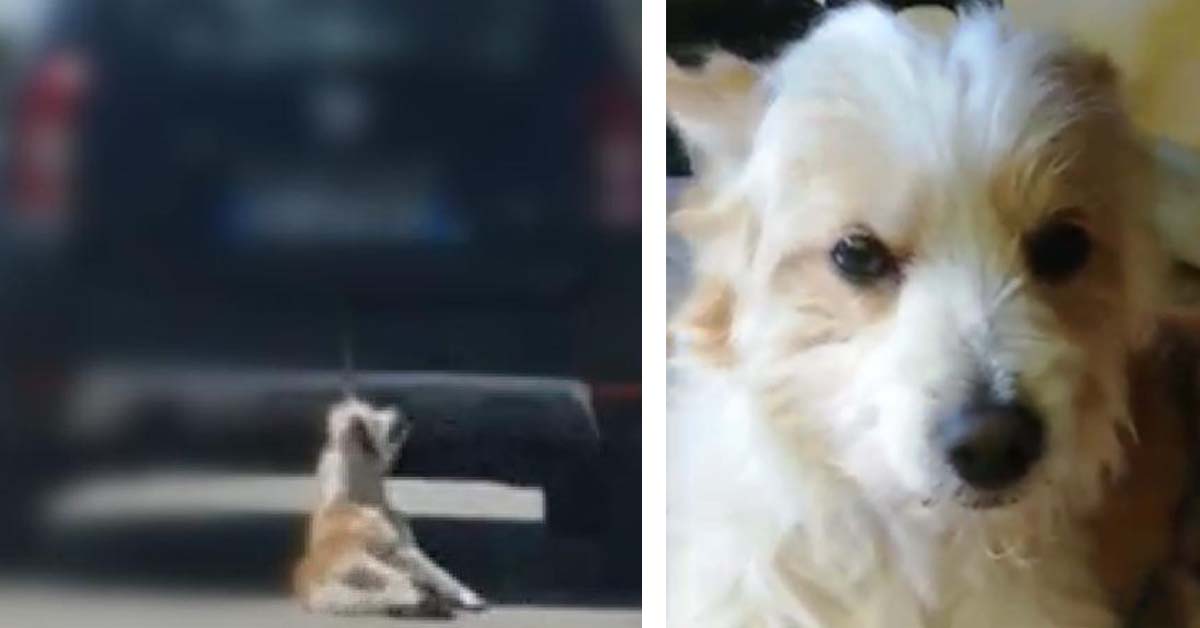 Trani: cane legato e trascinato da un’automobile in marcia