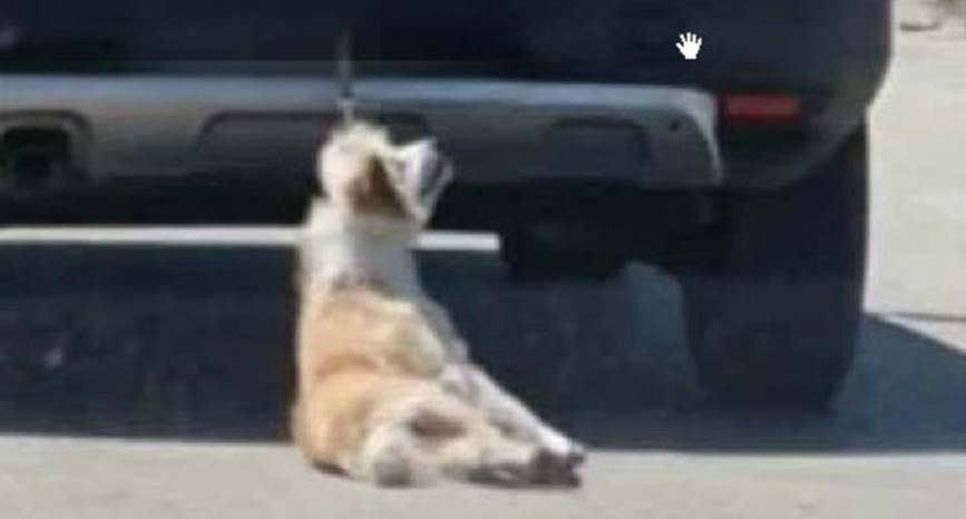 Cane legato ad un'auto