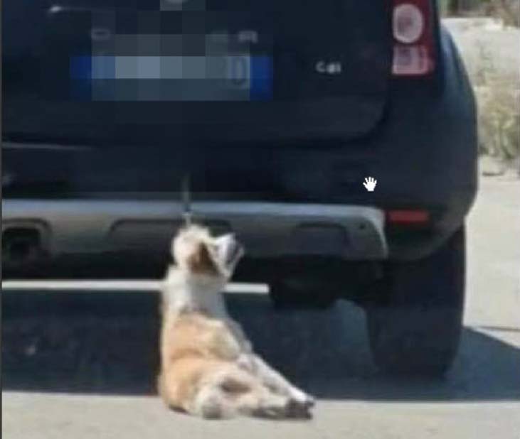 Cane legato ad un'automobile