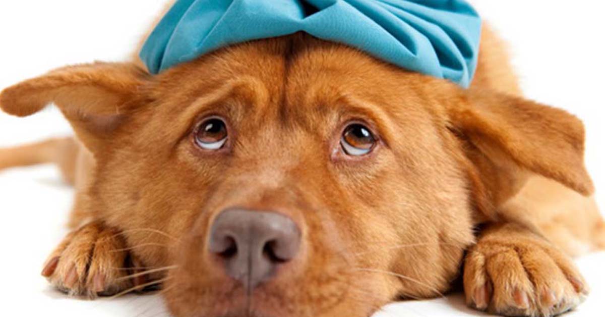Cani: la prima mutua veterinaria è in arrivo, ecco come funziona