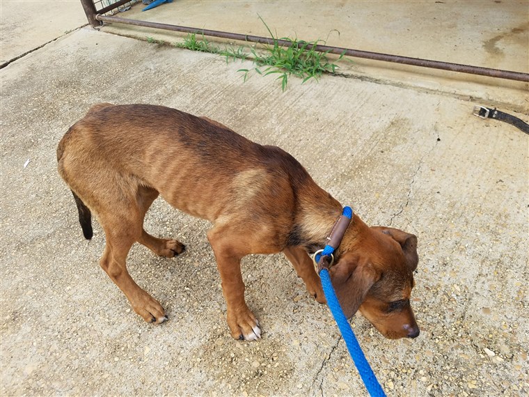 Cane marrone al guinzaglio