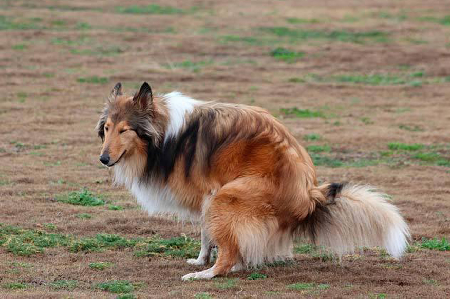 Cane mentre fa i propri bisogni