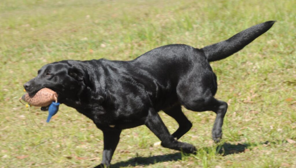 Cane nero che gioca