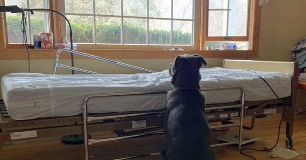 Moose, il cane che aspetta il padrone davanti ad un letto di ospedale vuoto