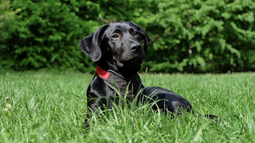 Cane nero in un prato