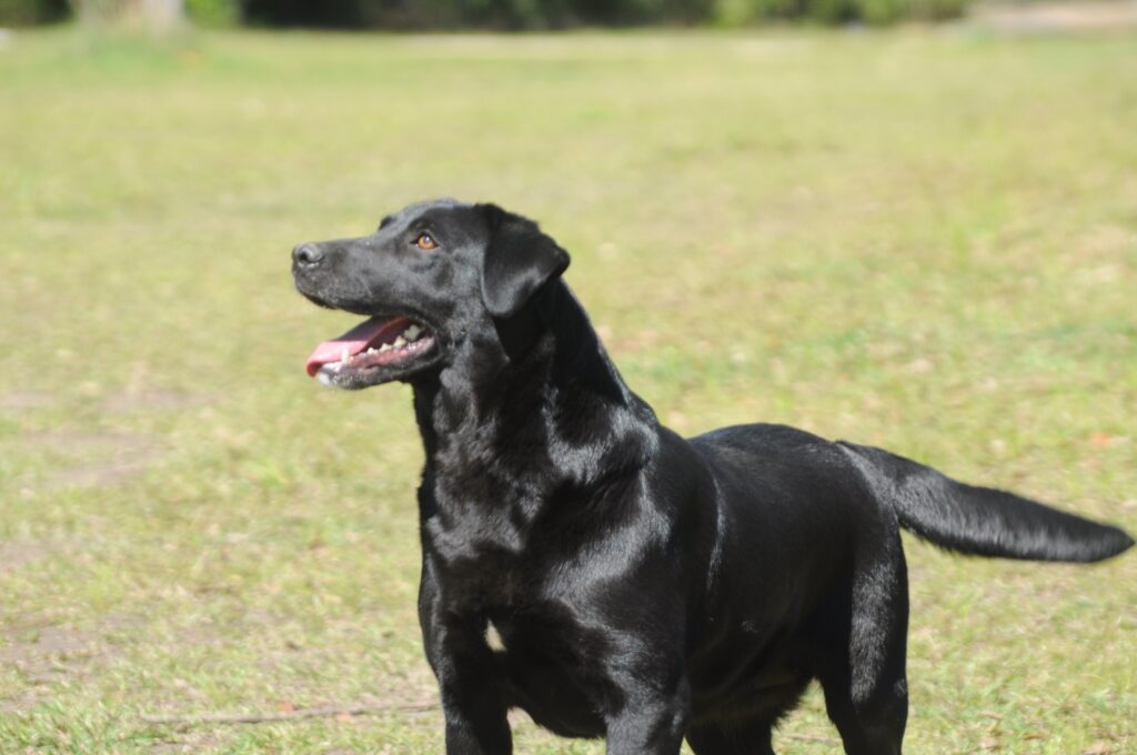 Cane nero in un prato