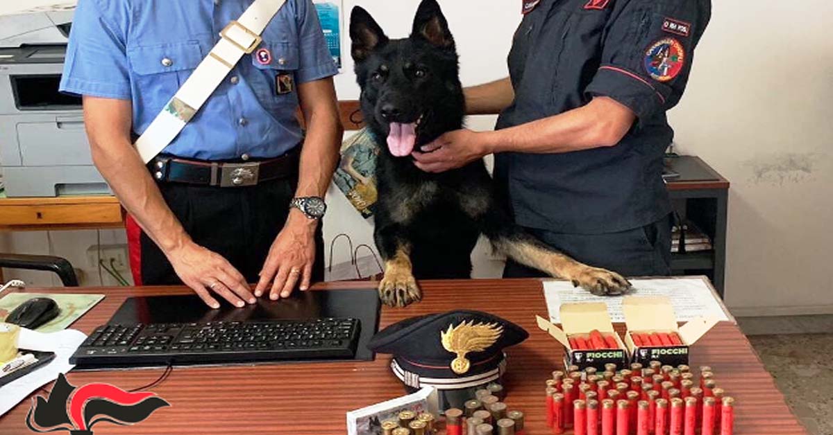 Enno, il cane poliziotto che fiuta le munizioni per il possesso illegale di armi