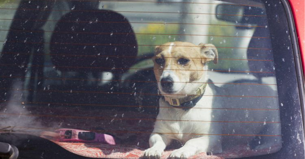 Udine, cane lasciato in auto sotto il sole: i soccorsi non arrivano in tempo