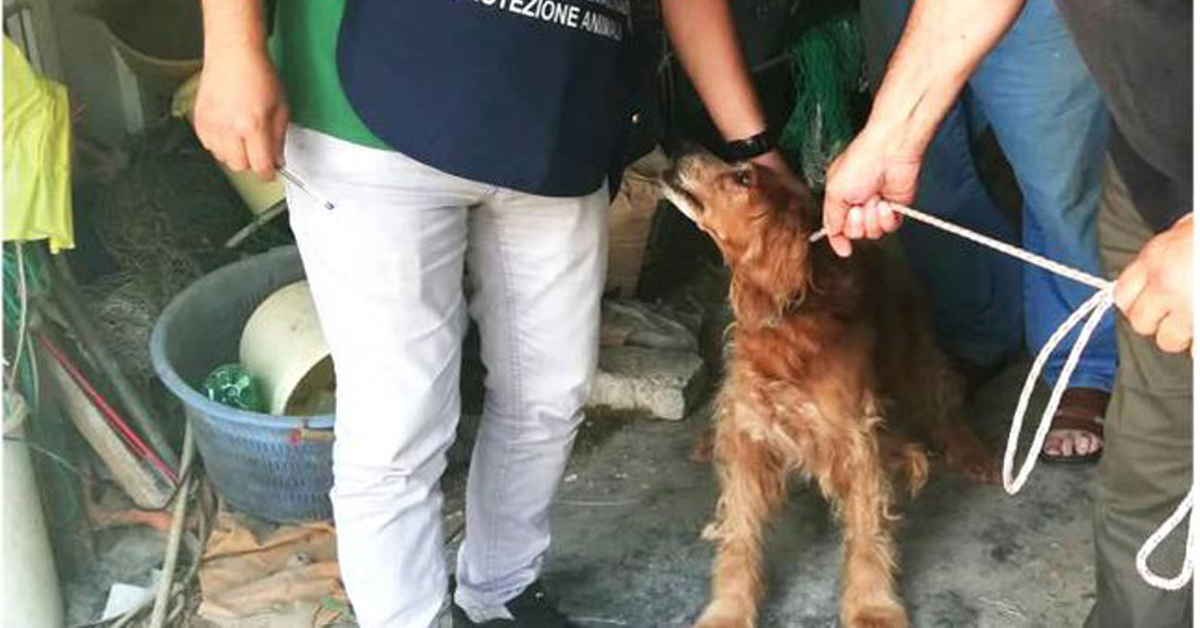 Ancona: cane chiuso in un magazzino tra le sue feci da 16 anni