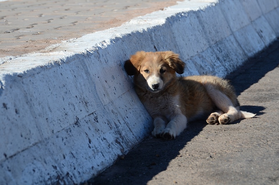 Cane sdraiato per strada