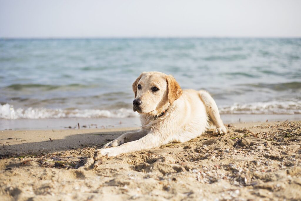 Cane sdraiato sulla sabbia