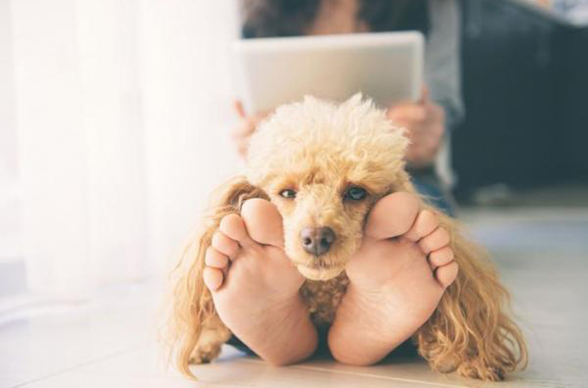 Cane sdraiato sulle gambe di una donna