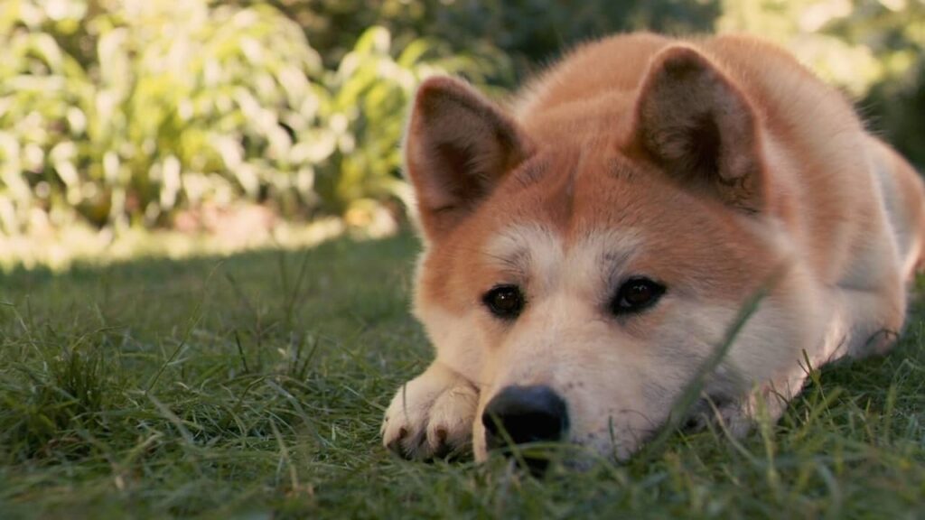 Cane sdraiato sull'erba