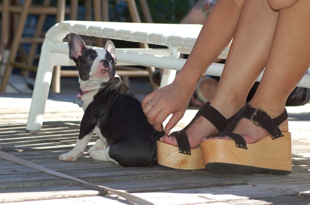 Cane seduto ai piedi di una donna