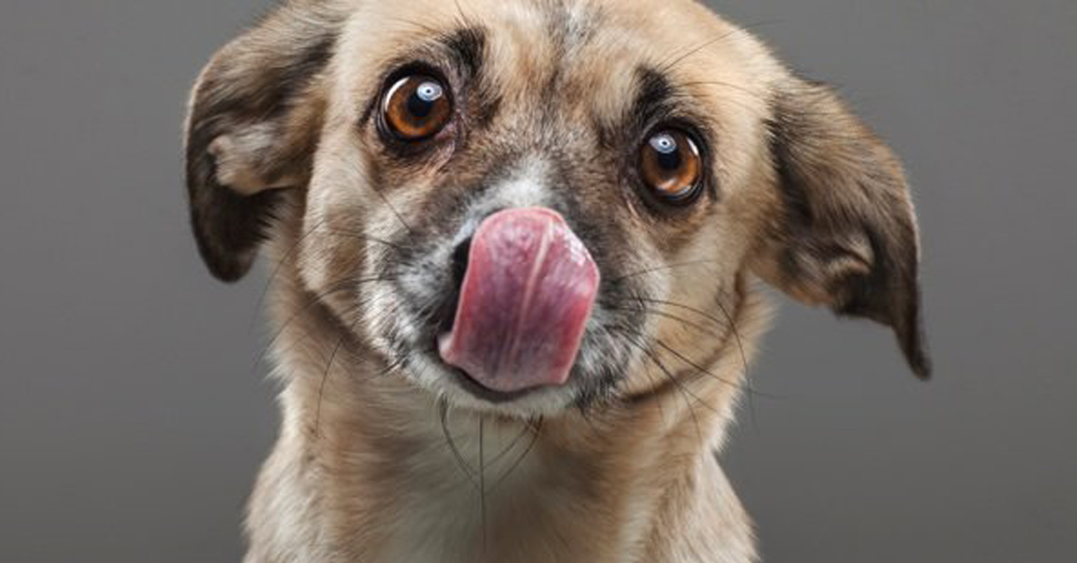 Perché i cani si leccano il naso?