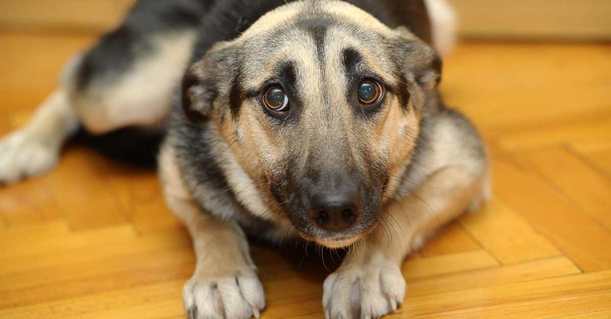 Personalità del cane dopo un trauma: ecco come cambia