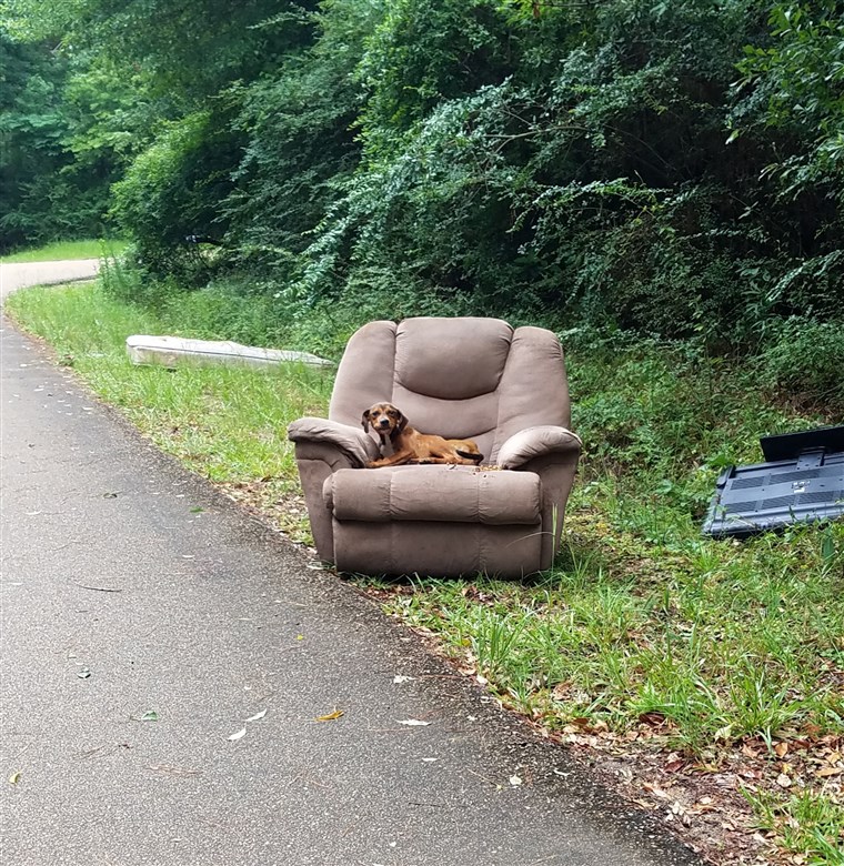 Cane su una poltrona per strada