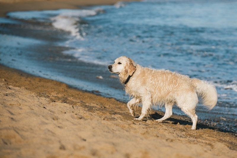 Cane sul lungo mare