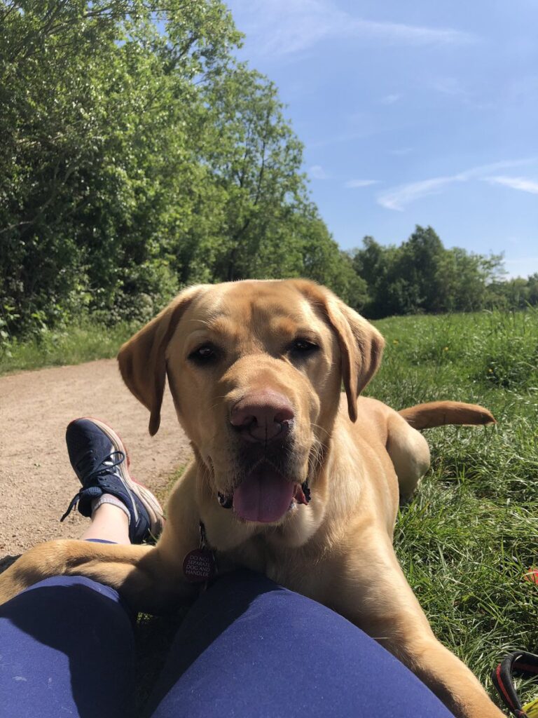 Cane sulle gambe della proprietaria