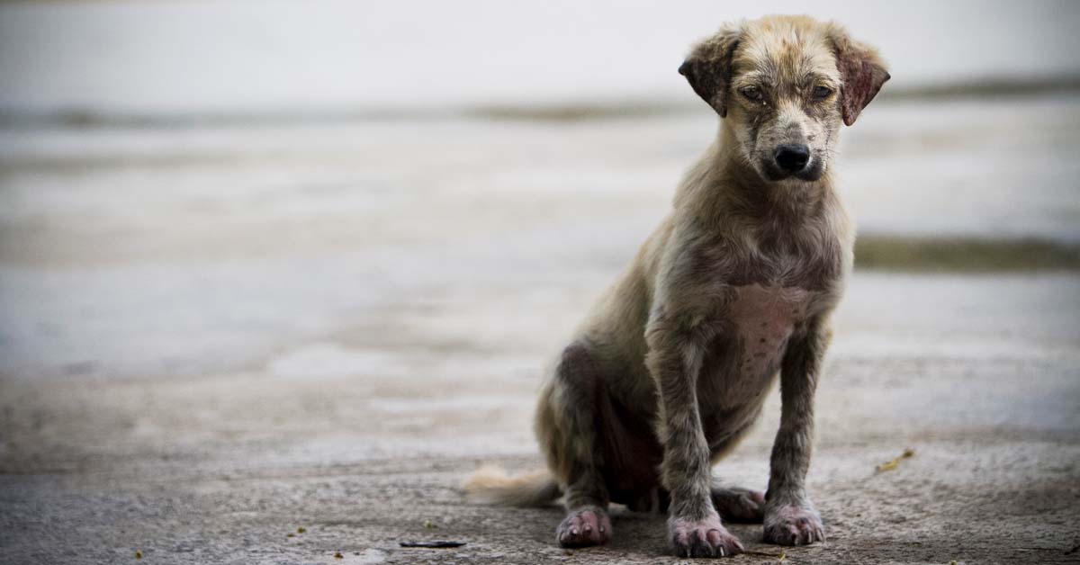 Cani abbandonati: sono già più di 350 durante il primo ponte estivo